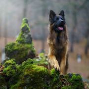 CASTOR Wolf Lake (FCI)