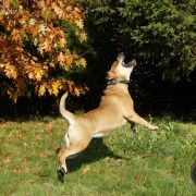 Ch Pl GIGI GRANT Corde Bellator(FCI) 2