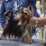 OLYMPUS ANGEL'S LIGHT