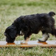 SERENADA z Futrzastych Nicponi