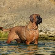 CHIZU Yokozuna Yusha