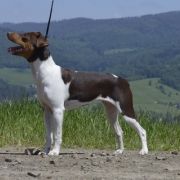 MAGNIFICENT MOLLY Chantory