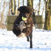 Aussie Welkope CZAS NA POGO