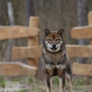 Fudzisan Baio Ikeoku 