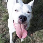 CAMAYA de Arroyo Blanco 