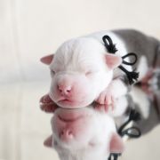 MONTEZUMA Zealous Heart 