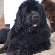 Felicia Beautiful Great Dane FCI