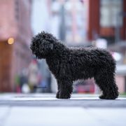 Tarifa Playa Bona Espero