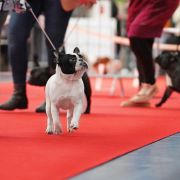 ARYA STARK Z BLUESOWEJ KRAINY