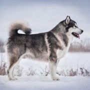 Action to Win Parker Mordechai 