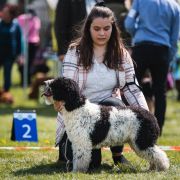 Zorrazo Let The Dice Roll For Belagio