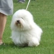 CLAUDETTE Cobegarden (FCI)