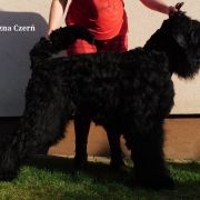 Czad Magiczna Czerń FCI