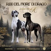 A - Great Dane