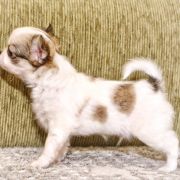 Boogie Woogie Emerald In Gold