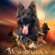 Spitzen Langhaar G- Wurf vom Neuseenland