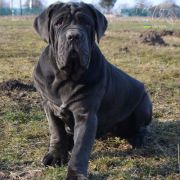 CLEOPATRA DEL' BOSCO FOLTO