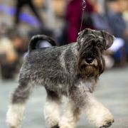 Janis Joplin Wise Lord Lija Fci