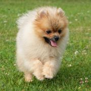 Ch.Pl. LEVEL Kontrakt PL 