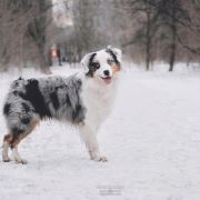 ЭЛИС БЛЮЗ ЕРЫСЬ
