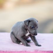 KENRICK-RUNAR Paka Czworaka