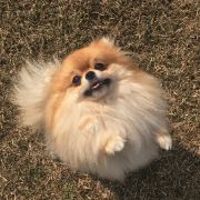 Romeo Iz Imperatorskogo Dvorca