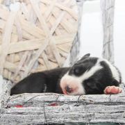 ANIMA DE RIVIA Natalaland