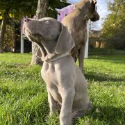 BLASER ze Stryszowskiego Boru FCI