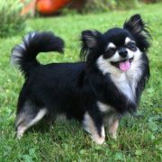 EL PASO z Końskiego Raju FCI