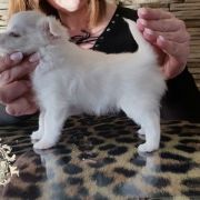 Always in my Heart Unique Love