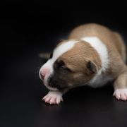 CORYDALIS LUTEA American Heart