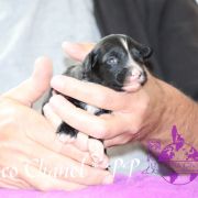 Coco Chanel in Terra Civis 