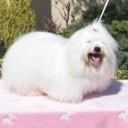 Sherry Cobegarden (FCI)