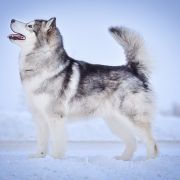 Amank Enisey Allegra 