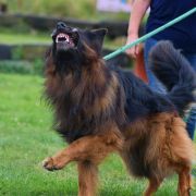 Eldorado Wolf Lake FCI