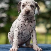 BÓJKA z Łaciatej Krainy 