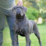 U-GREY Del-Orte M.L. FCI