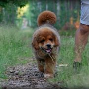 Litter C - Parents: Cola with Vadim