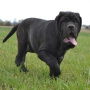 GIULIETTA DEL' BOSCO FOLTO