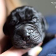ROWENA Athel loren