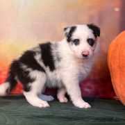 LIKE STAR Zwinne Serca (FCI)