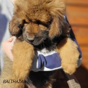 BALTHAZAR Fear Faire (FCI)