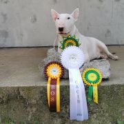 CHALLENGER Diamonds Edit