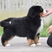 AGAMEMNON Sesto Senso 