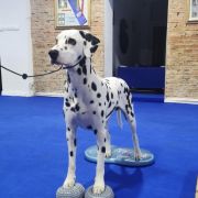 C.I.B. THE ALCHEMIST Dinaradals 