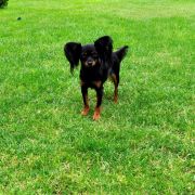 Mibleck (FCI) PESTKA` FULLHOUSE