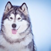 Amank Enisey Allegra 