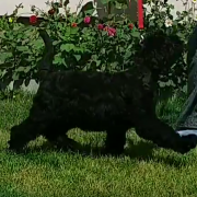 Ofelia Magiczna Czerń FCI