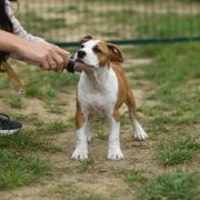 ZAJAWKA Little Love Machine