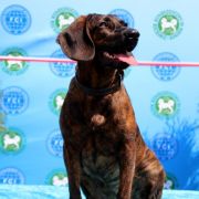 ABI z Wierzchowskich Gór Smolnych 